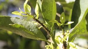 uploads/images/pest/sesame aphids.jpg